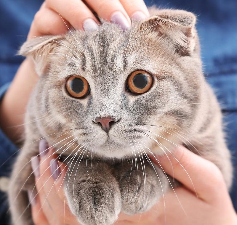 abvc on pet ownership