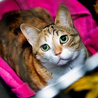 pet medical boarding in ABVC