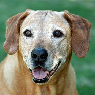 Final Care for your pet