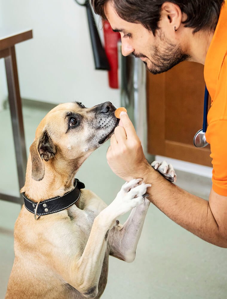 Abvc Veterinary Diets for Dogs