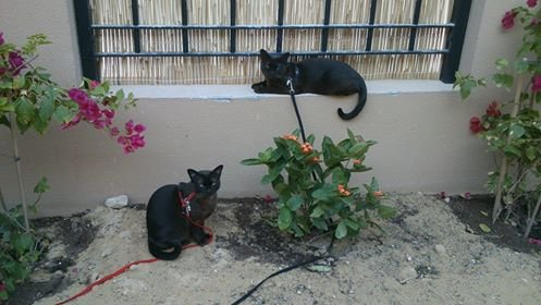 onial ABVC Dubai Happy Cats