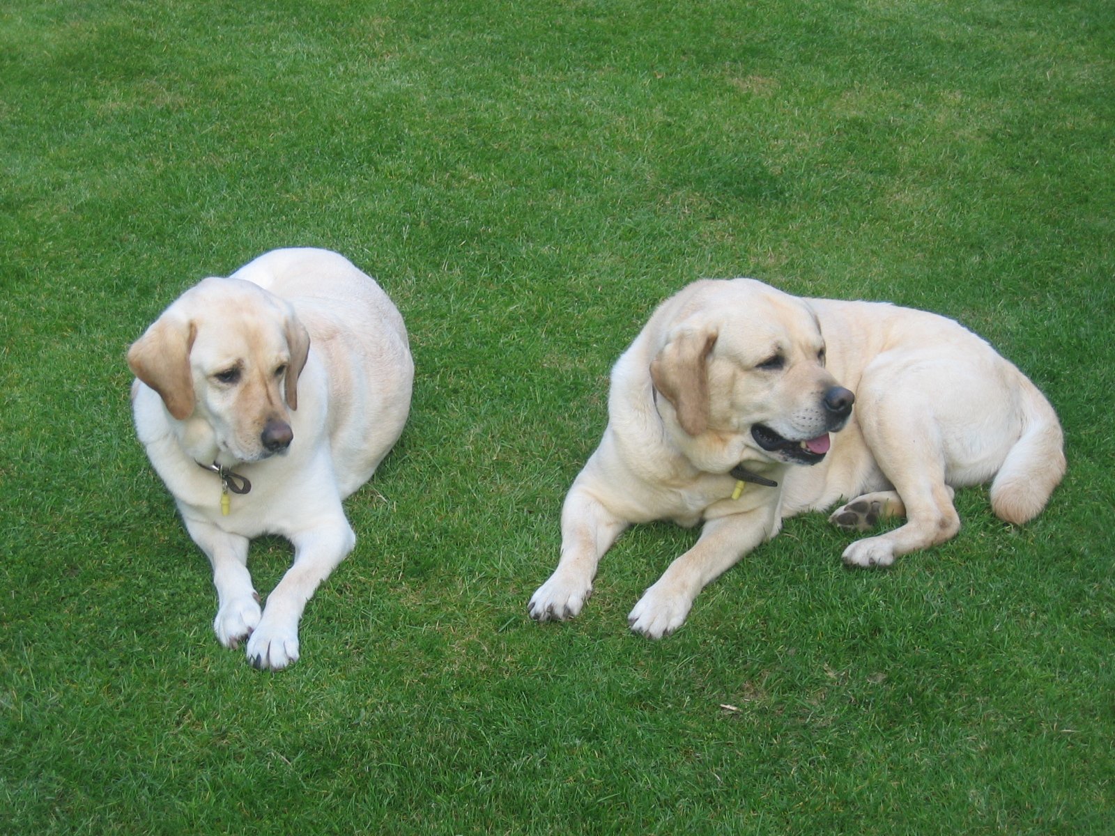 Dubai Testimonial ABVC dogs