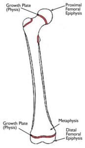 location of growth plates
