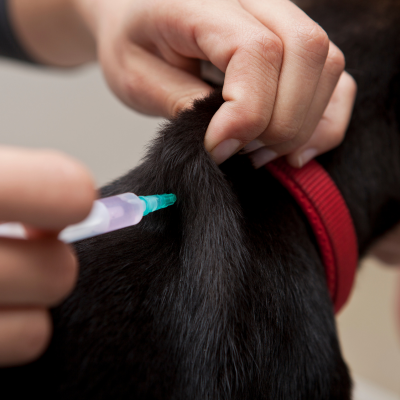 All about your Pet's Vaccinations