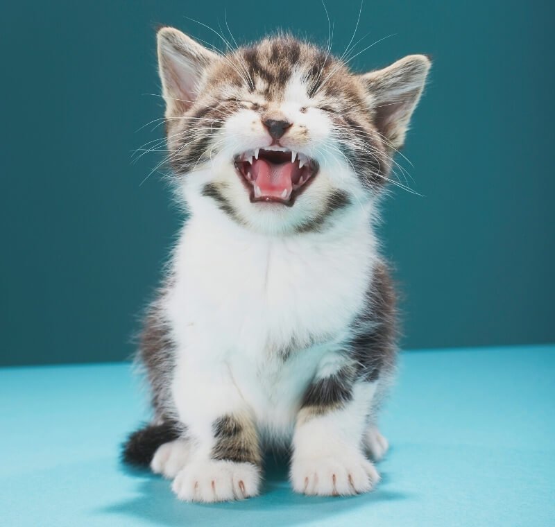 abvc on getting new kitten in uae