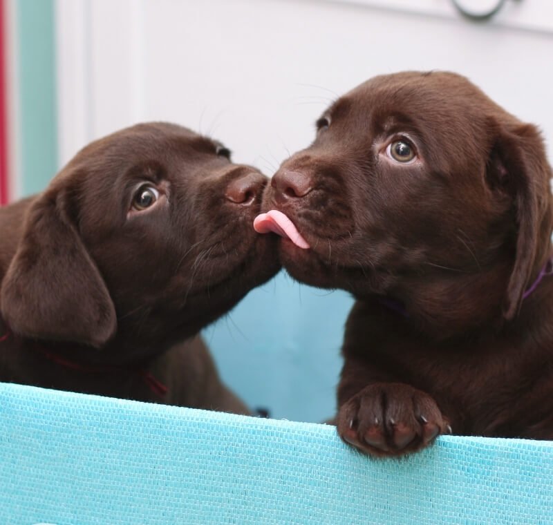 abvc on getting new puppies in uae