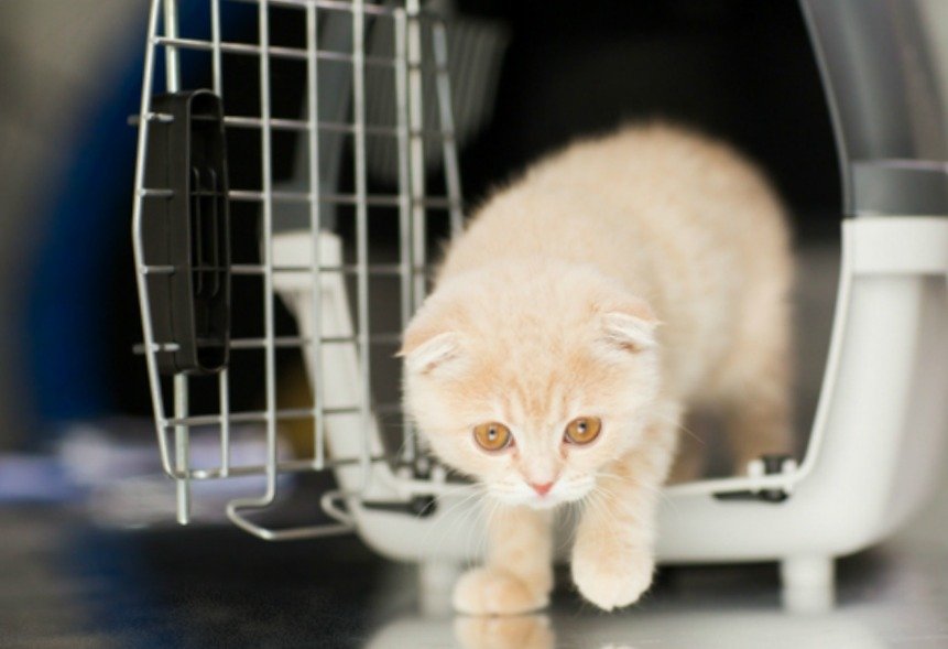 Travelling with cats