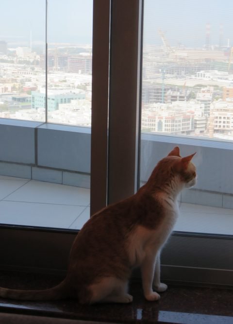 Pet relocation