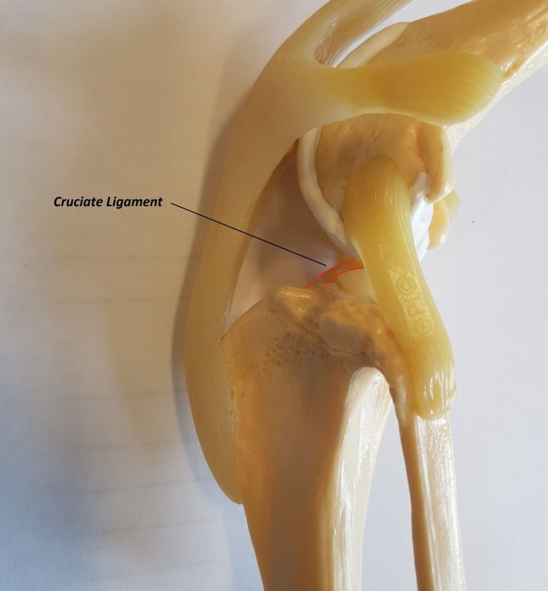 cruciate ligament dog