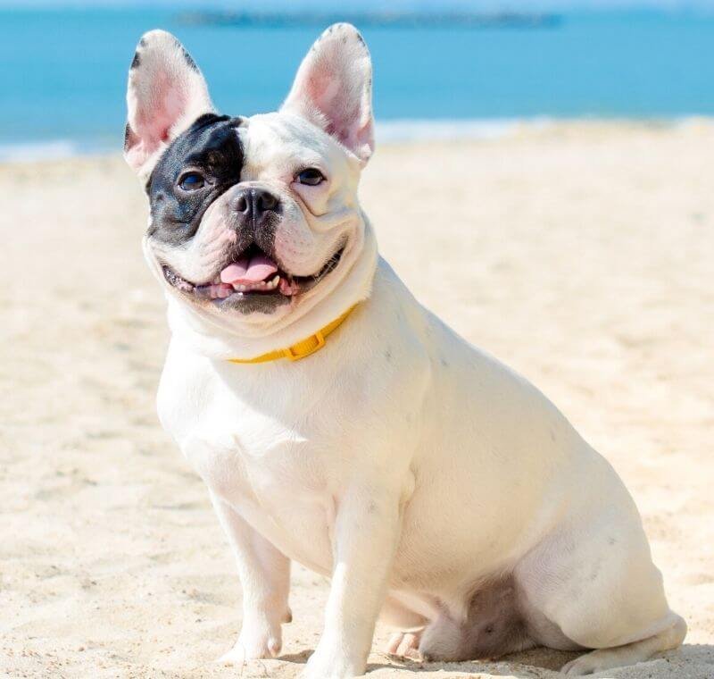 abvc ccl in bulldog