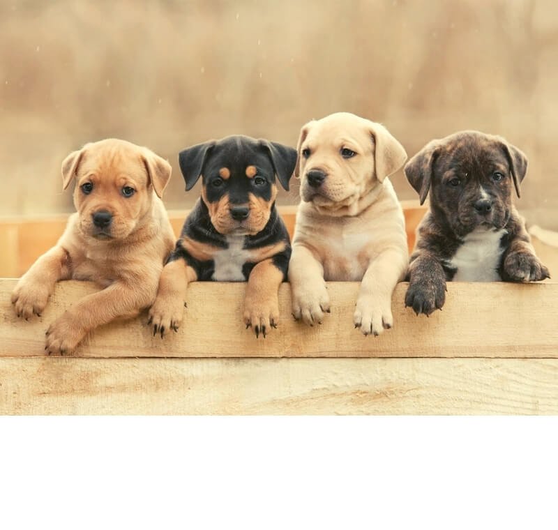 abvc on puppies pedigree organization