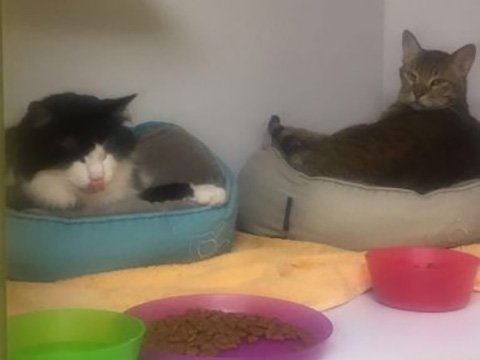 Cat relocated