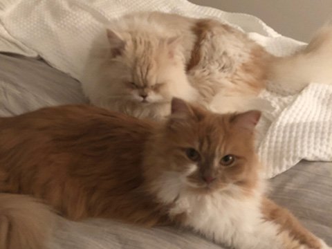 Cats travelling