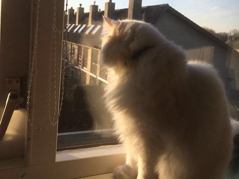 Cat relocated
