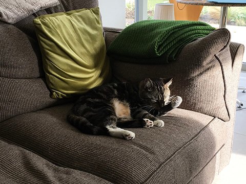 cat travels to UK
