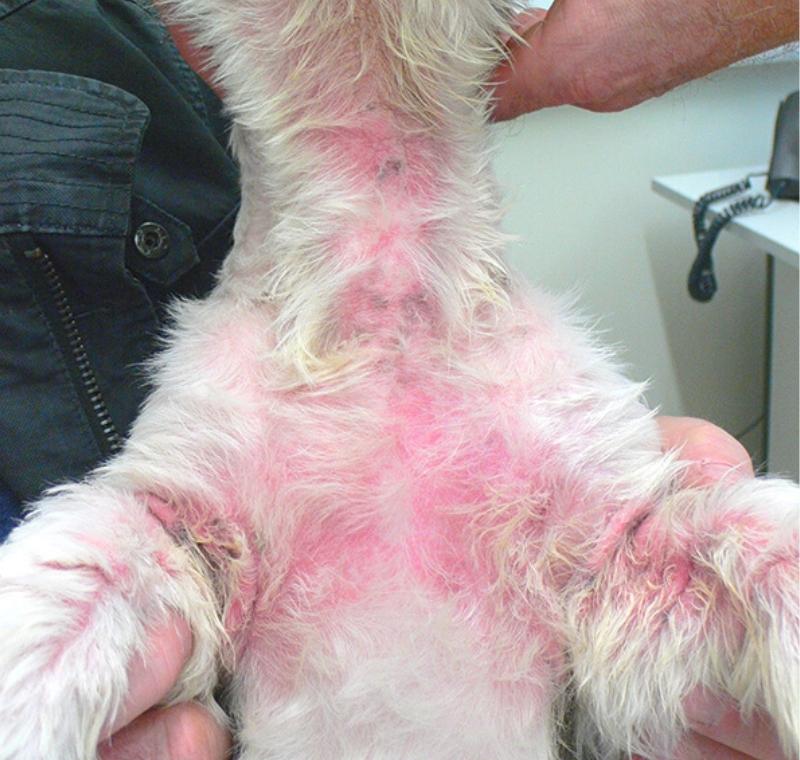 abvc examines dog neck allergy in best vet Dubai