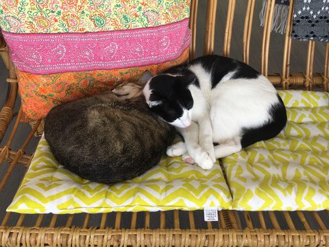 Cat relocation