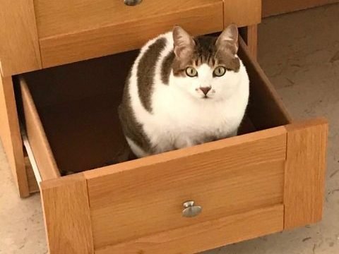 Cat moving abroad