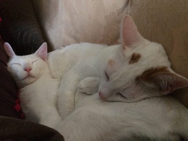 Pet relocation