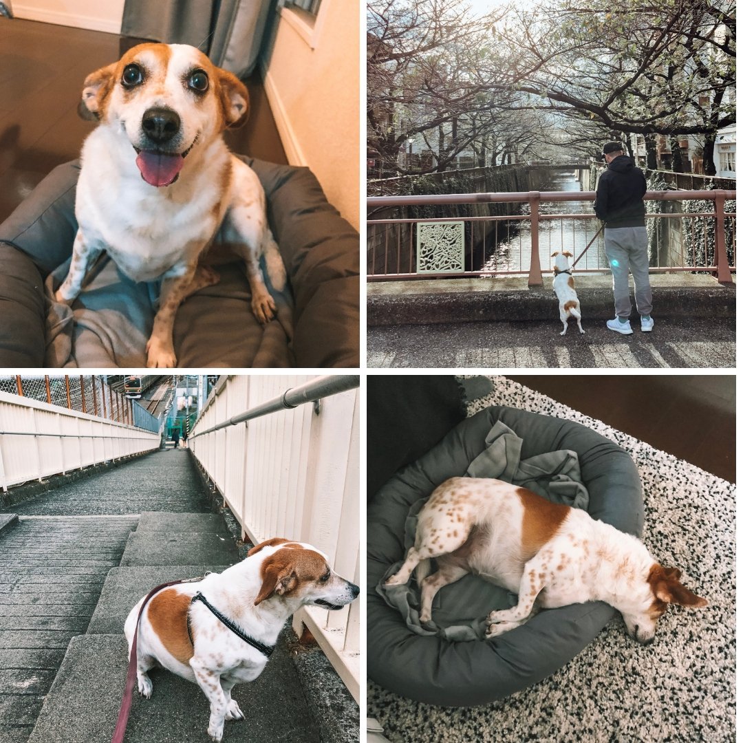 Dog relocation