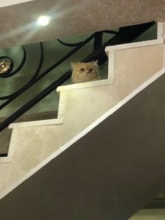 cat travel to Jordan