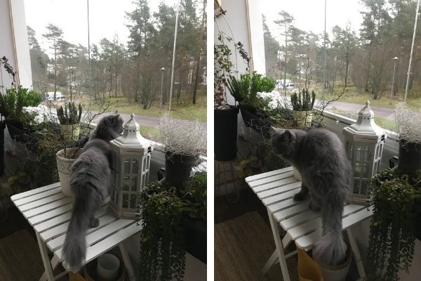 cat relocation