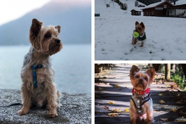 dog travel and relocation