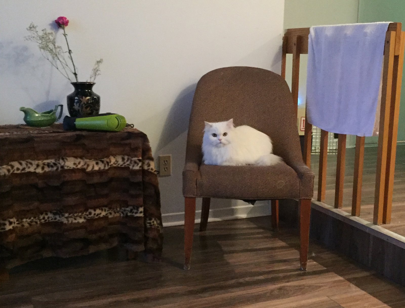 cat relocation