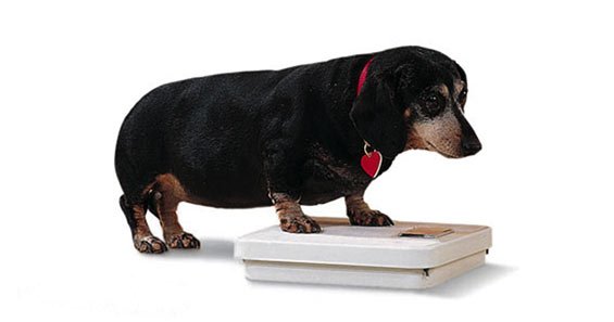obesity in dogs