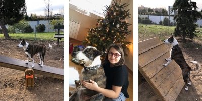 Dog relocation