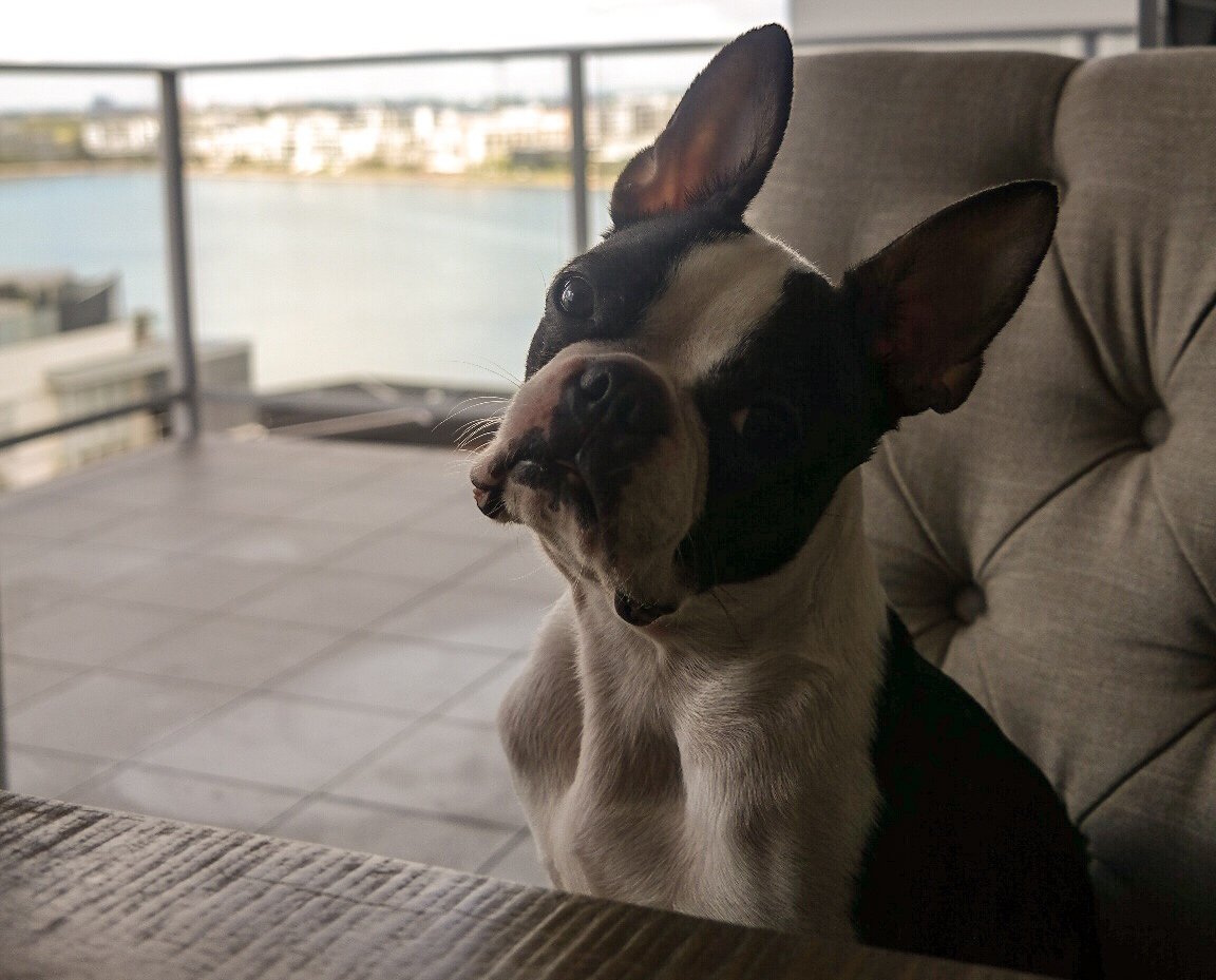 dog moved to Australia