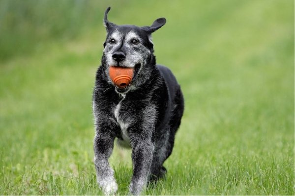 senior pet