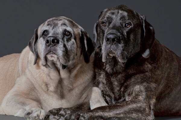 Senior dogs
