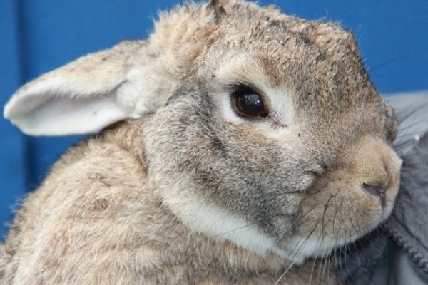 old rabbit