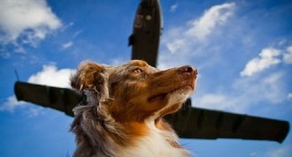 pet relocation company