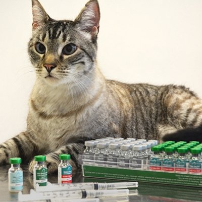 vaccinations in cats