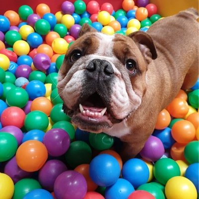 free dogs play day