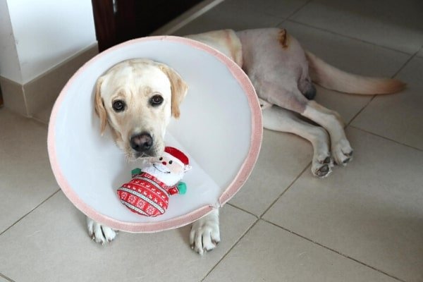 Liwa the Labrador