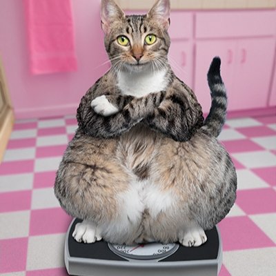 obesity in pets