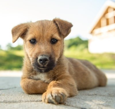 dog vaccination