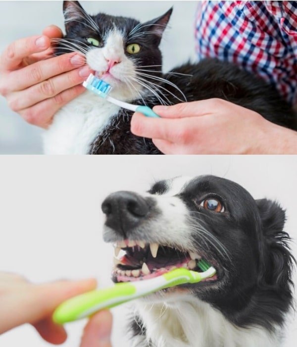 teethbrushing