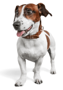 healthy dog