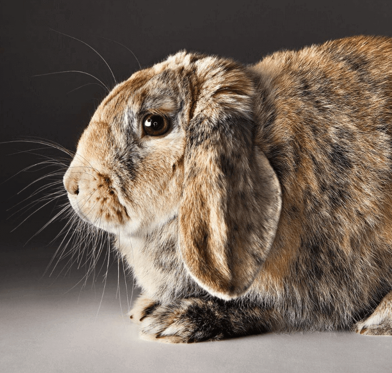 abvc on mature rabbit in best vet dubai