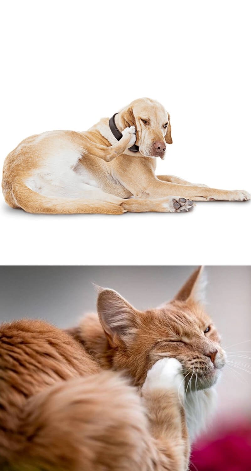 parasite treatments of pet