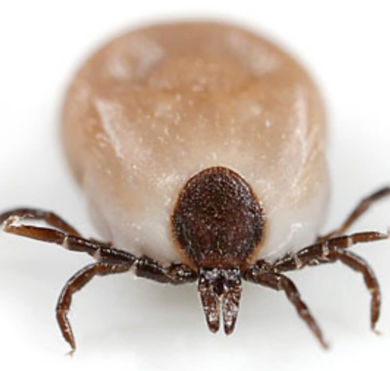 ticks in dog skin