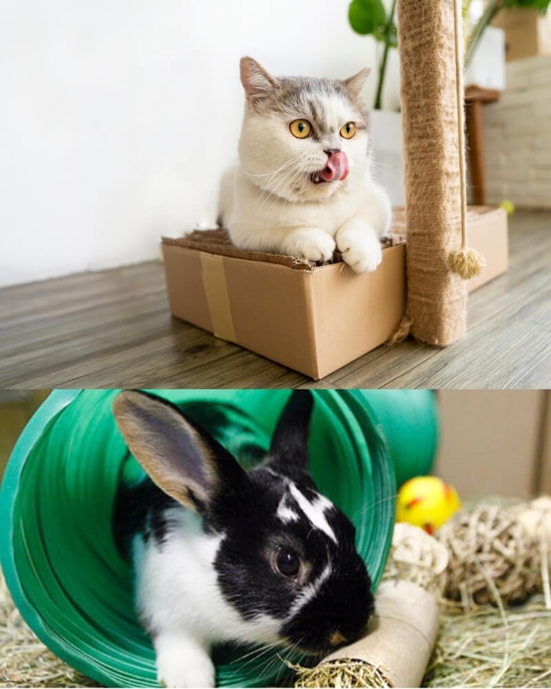 abvc indoor games for cat and rabbit