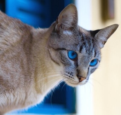 abvc cat travelling