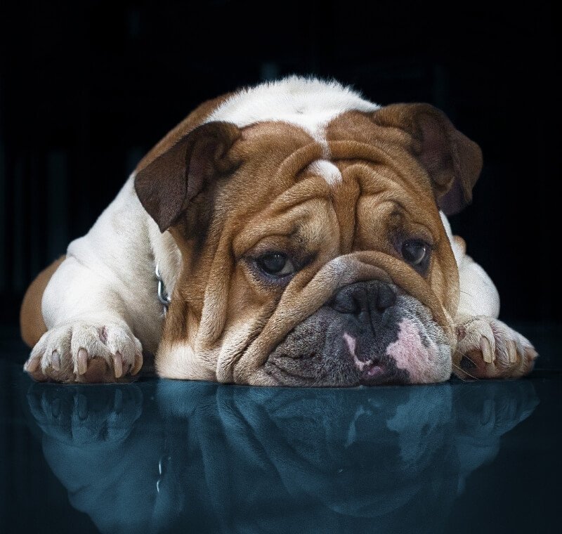 english bulldog mix breed