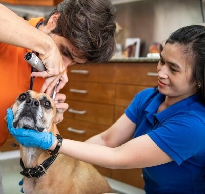 professionam veterinary clinic dog abvc