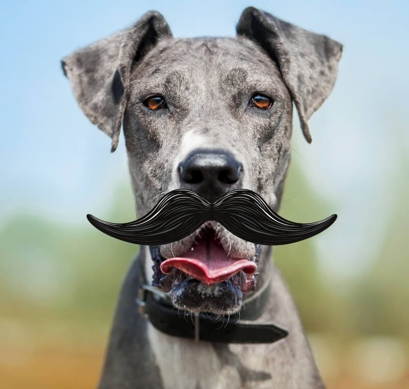 abvc on movember prostate cancer in pets